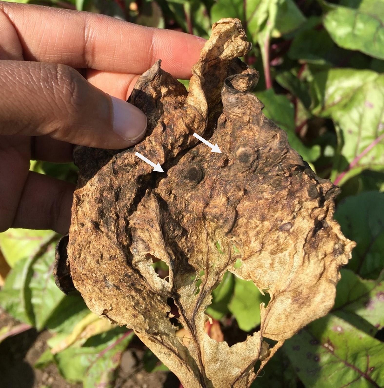 A sugar beet leaf that is brown and affected by black spots